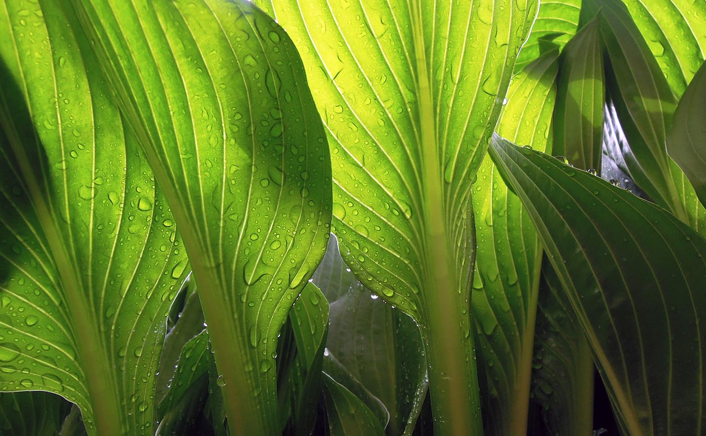 Green Leaves